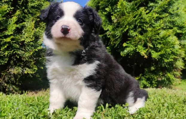 Rasowy pies, szczenię Border Collie z Hodowli, pełna dok. 3
