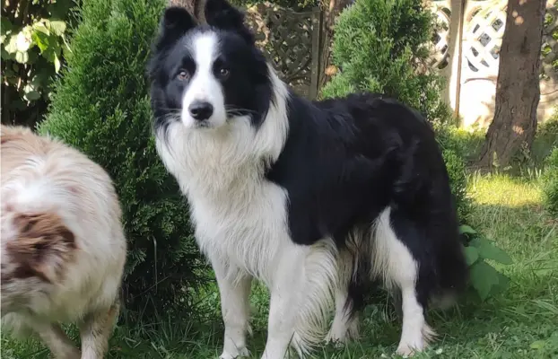 Rasowy pies, szczenię Border Collie z Hodowli, pełna dok. 5