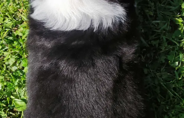 Rasowy pies, szczenię Border Collie z Hodowli, pełna dok. 4