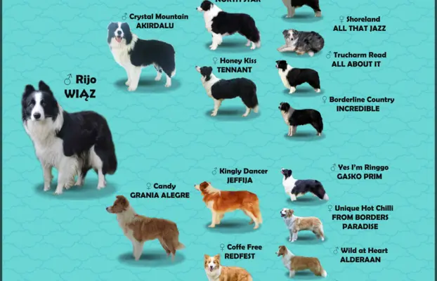 Rasowy pies, szczenię Border Collie z Hodowli, pełna dok. 6