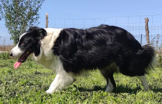 Rasowy pies, szczenię Border Collie z Hodowli, pełna dok. 7
