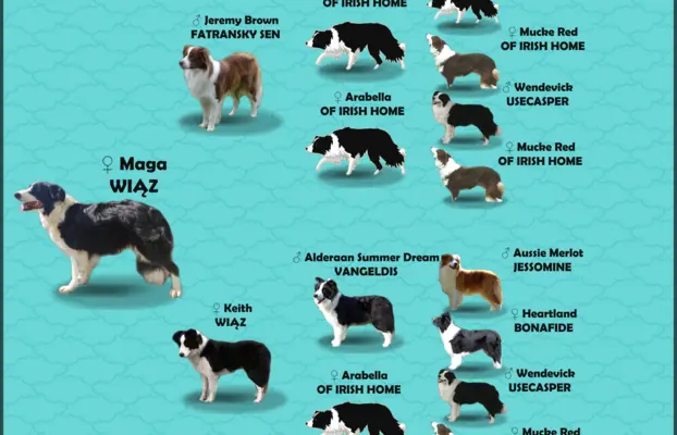 Rasowy pies, szczenię Border Collie z Hodowli, pełna dok. 8