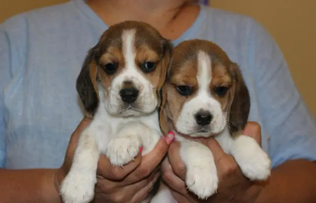 Beagle - szczeniaczki ZKwP 1