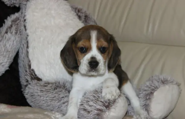 Beagle - szczeniaczki ZKwP 2