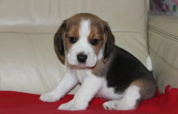 Beagle - szczeniaczki ZKwP 3