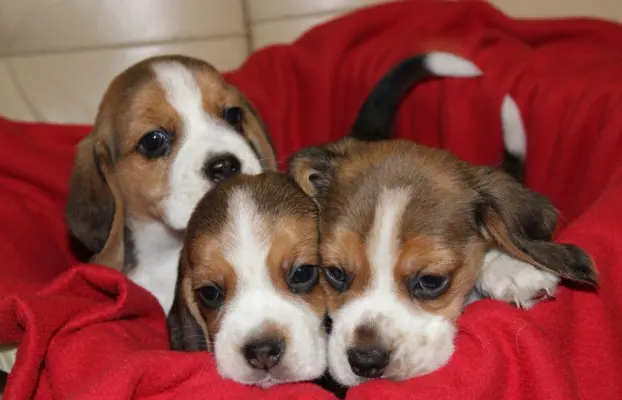 Beagle - szczeniaczki ZKwP 4