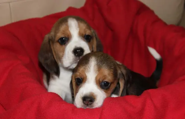 Beagle - szczeniaczki ZKwP 5