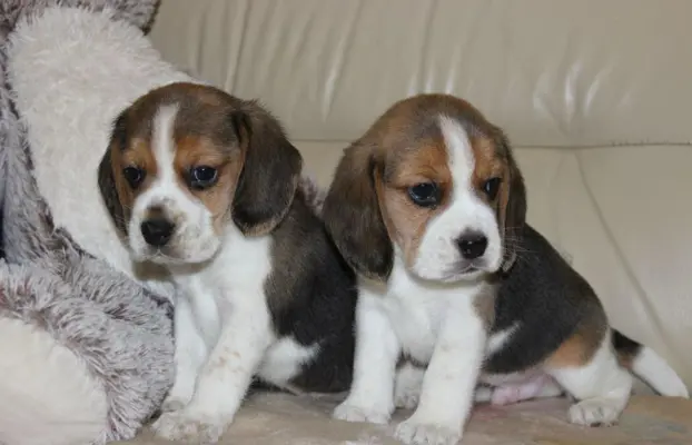 Beagle - szczeniaczki ZKwP 6