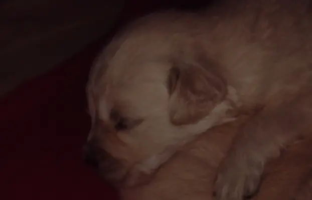 Golden Retriever szczeniaki ZKwP/FCI 2