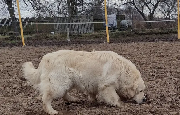 Golden Retriever piesek ZKwP/FCI 1