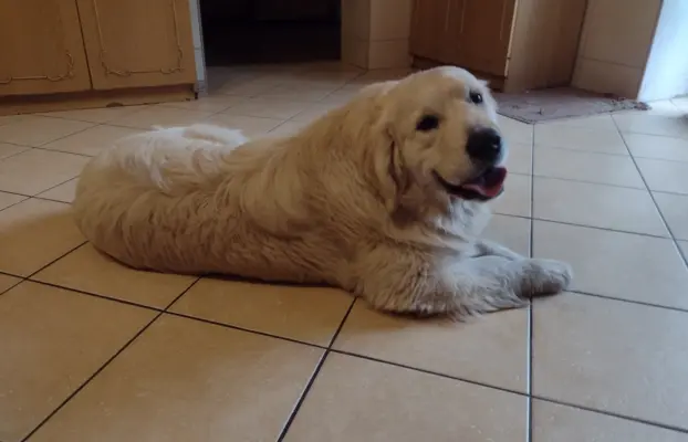 Golden Retriever piesek ZKwP/FCI 2