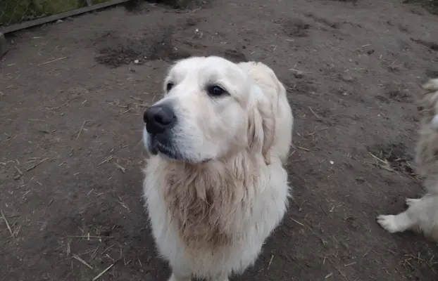 Golden Retriever piesek ZKwP/FCI 3