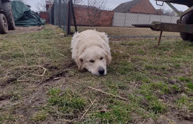 Golden Retriever piesek ZKwP/FCI 4