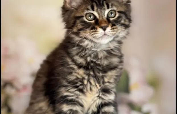 Koteczka Maine Coon Kiki Opcja hodowlana 1