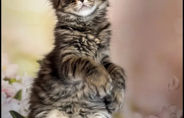 Koteczka Maine Coon Kiki Opcja hodowlana 2
