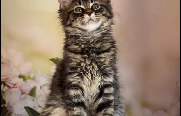 Koteczka Maine Coon Kiki Opcja hodowlana 3