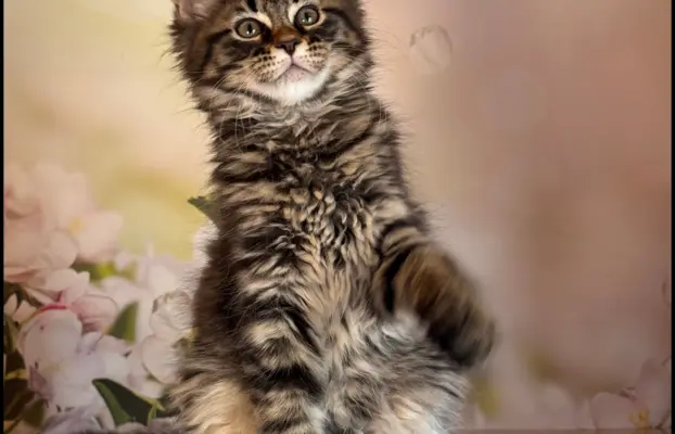 Koteczka Maine Coon Kiki Opcja hodowlana 4