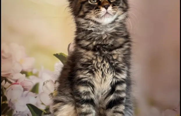 Koteczka Maine Coon Kiki Opcja hodowlana 5