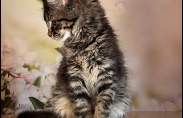 Koteczka Maine Coon Kiki Opcja hodowlana 6