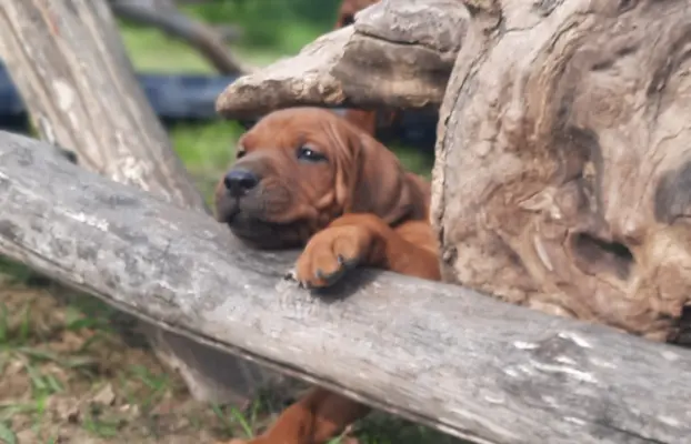 SzczeniakI Rhodesian Ridgeback - Domowa Hodowla ZKwP / FCI 1