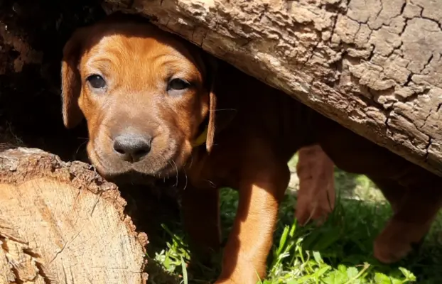 SzczeniakI Rhodesian Ridgeback - Domowa Hodowla ZKwP / FCI 2