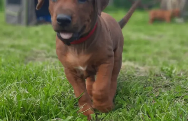 SzczeniakI Rhodesian Ridgeback - Domowa Hodowla ZKwP / FCI 5