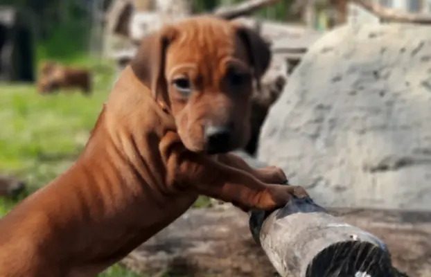 SzczeniakI Rhodesian Ridgeback - Domowa Hodowla ZKwP / FCI 6
