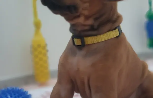 SzczeniakI Rhodesian Ridgeback - Domowa Hodowla ZKwP / FCI 7