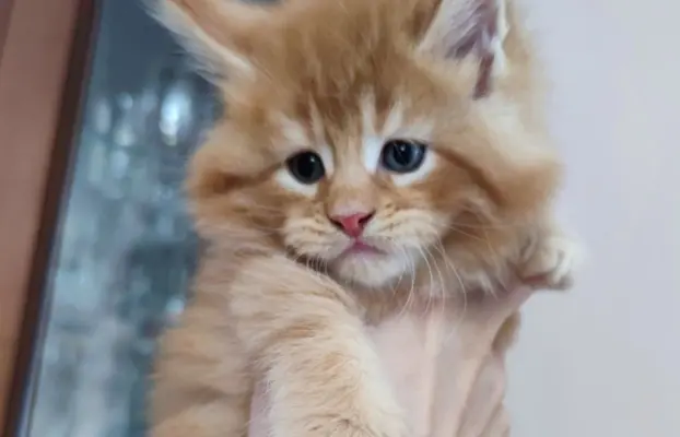 Piękne kotki Maine Coon 1