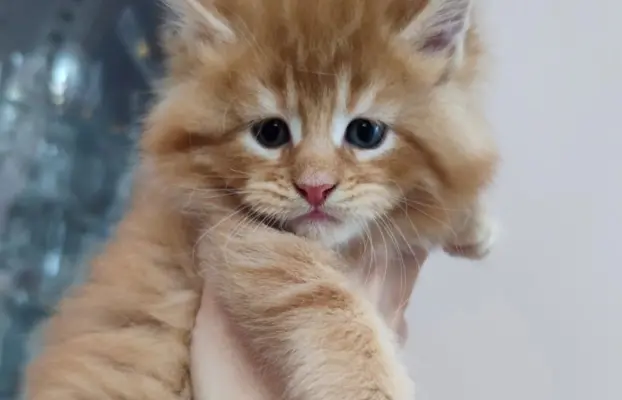Piękne kotki Maine Coon 2