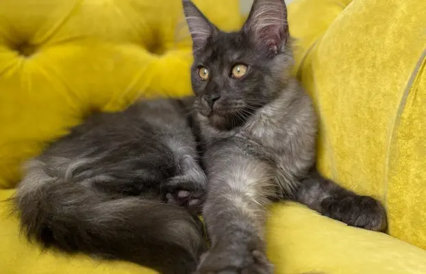Piękne kotki Maine Coon 3