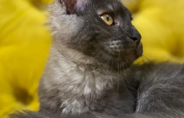 Piękne kotki Maine Coon 4