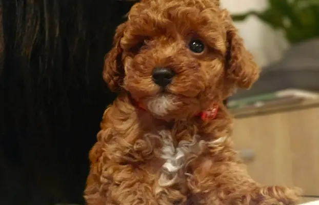 Pudel toy chlopiec 1