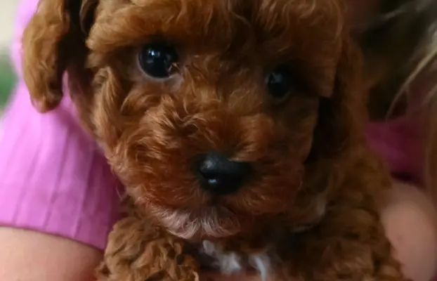 Pudel toy chlopiec 2