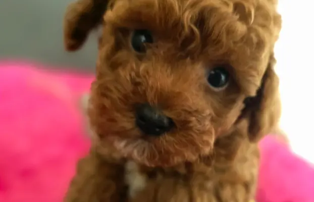 Pudel toy chlopiec 3