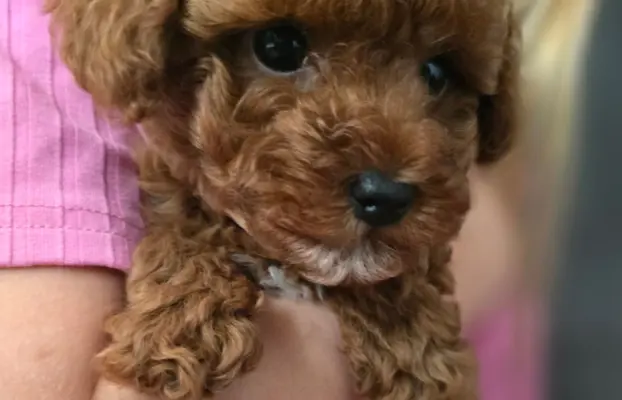 Pudel toy chlopiec 6