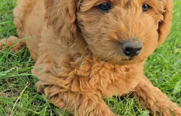Labradoodle chłopiec 1