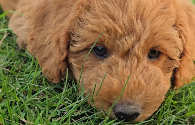 Labradoodle chłopiec 2