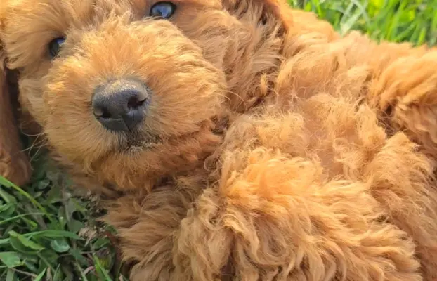 Labradoodle chłopiec 3
