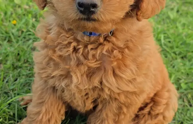 Labradoodle chłopiec 4