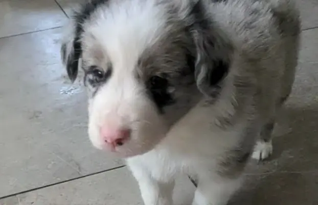 Suczkai i piesek blue merle 3