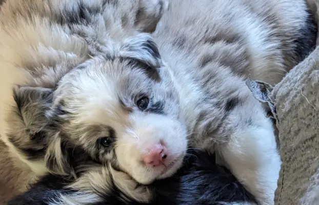 Suczkai i piesek blue merle 4