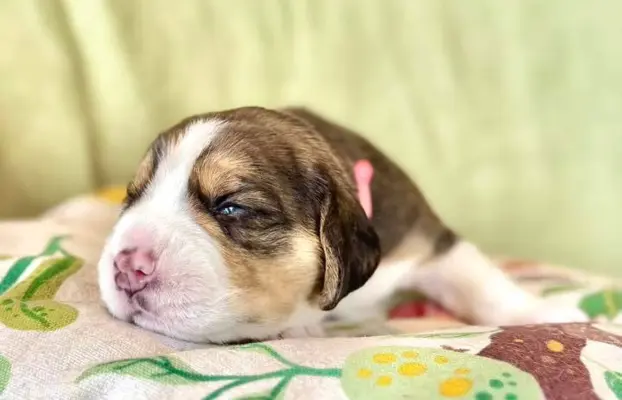 Suczka Beagle tricolor, po grand championach, ZkwP FCI, 1