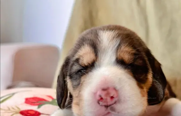 Suczka Beagle tricolor, po grand championach, ZkwP FCI, 2