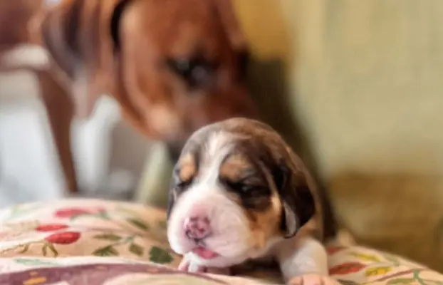 Suczka Beagle tricolor, po grand championach, ZkwP FCI, 4