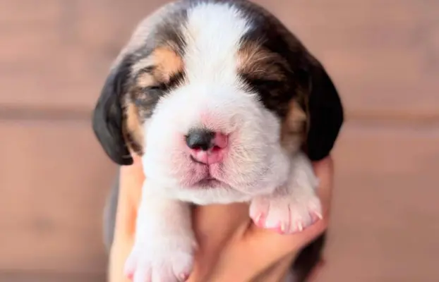 Piesek Beagle tricolor, po grand championach, ZkwP FCI. 1