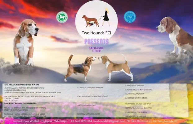 Piesek Beagle tricolor, po grand championach, ZkwP FCI. 3