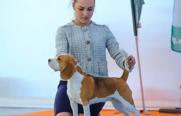 Piesek Beagle tricolor, po grand championach, ZkwP FCI. 4