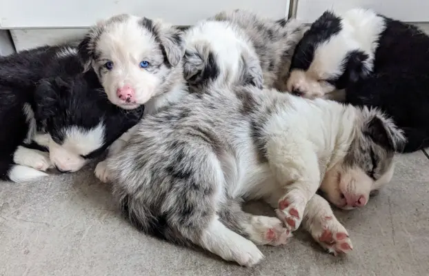 Ostatnia wolna suczka i piesek blue merle 5