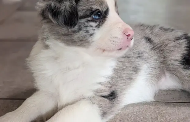 Ostatnia wolna suczka i piesek blue merle 1
